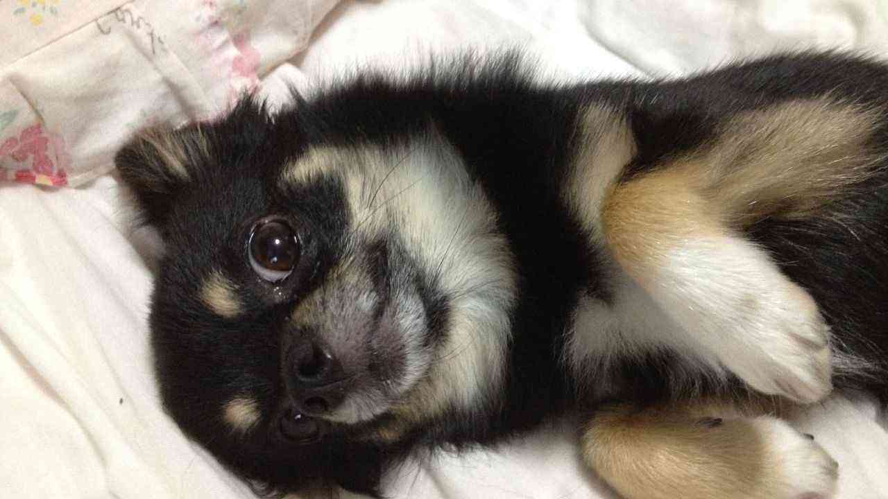 寝転ぶ犬アイキャッチ