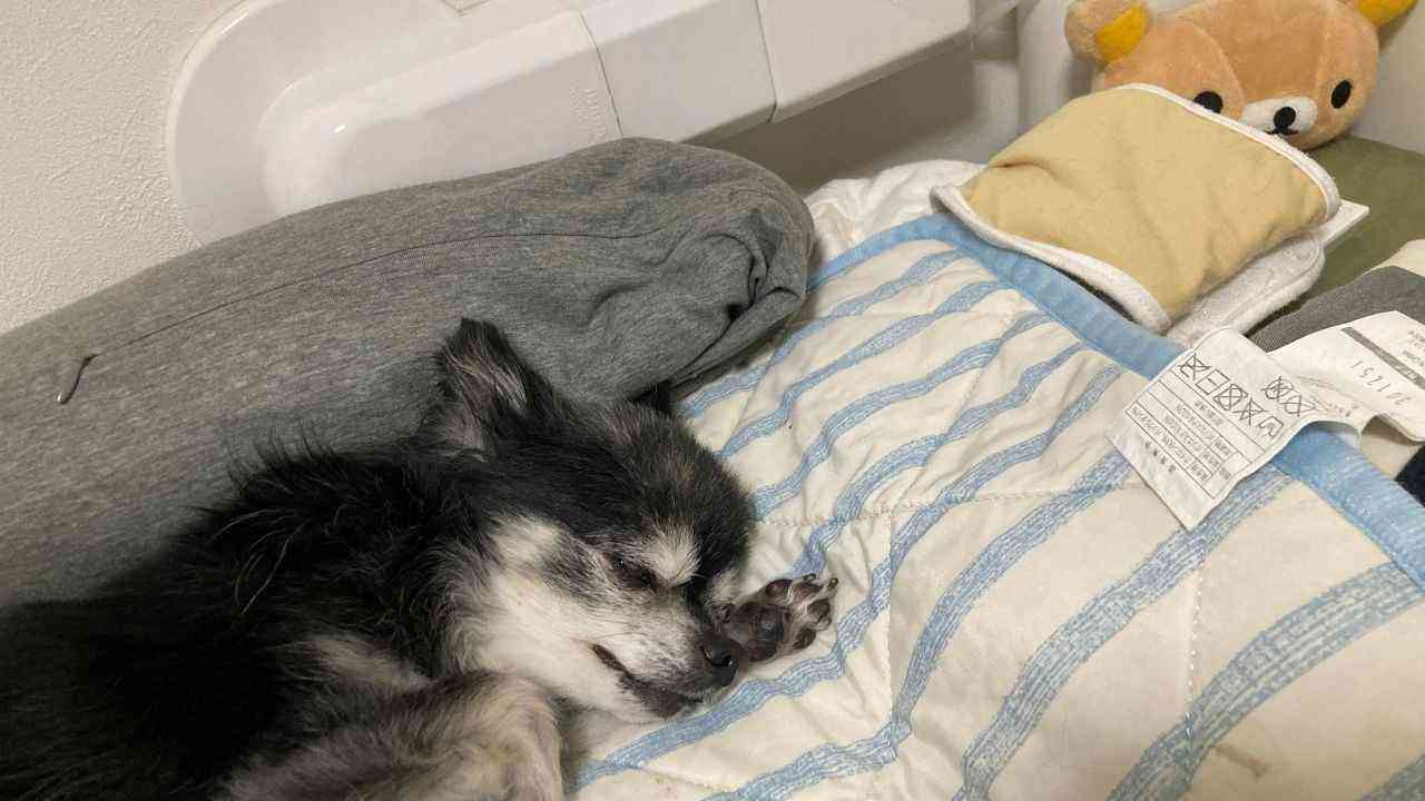 お眠り