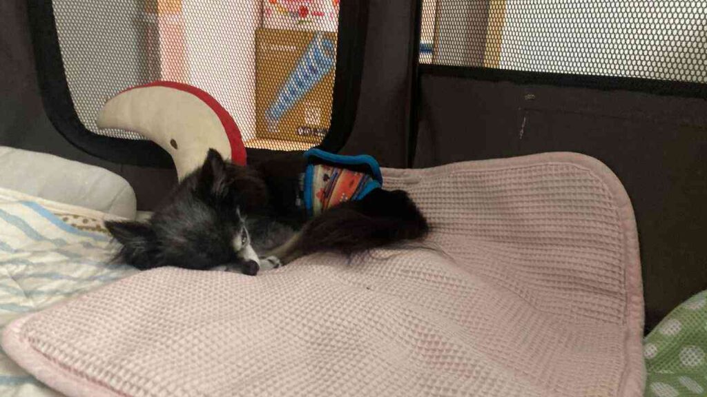 ケージ内寝ている犬