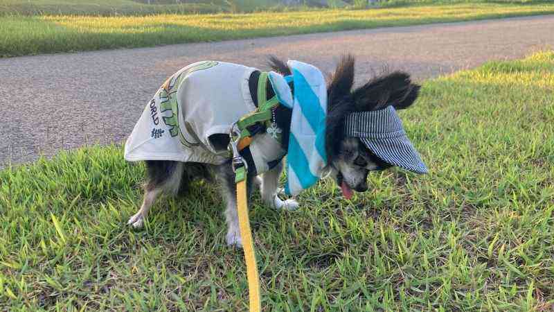 保冷剤重そう犬
