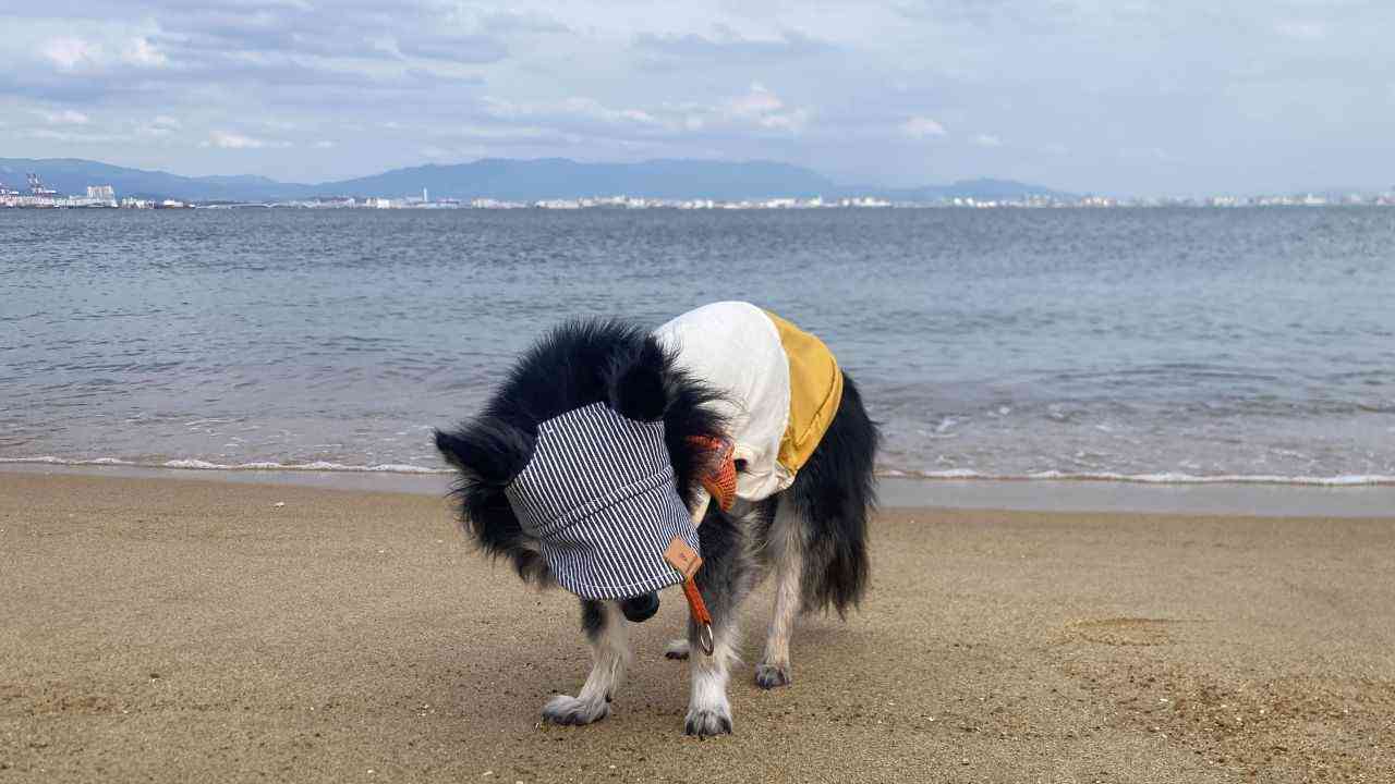 海