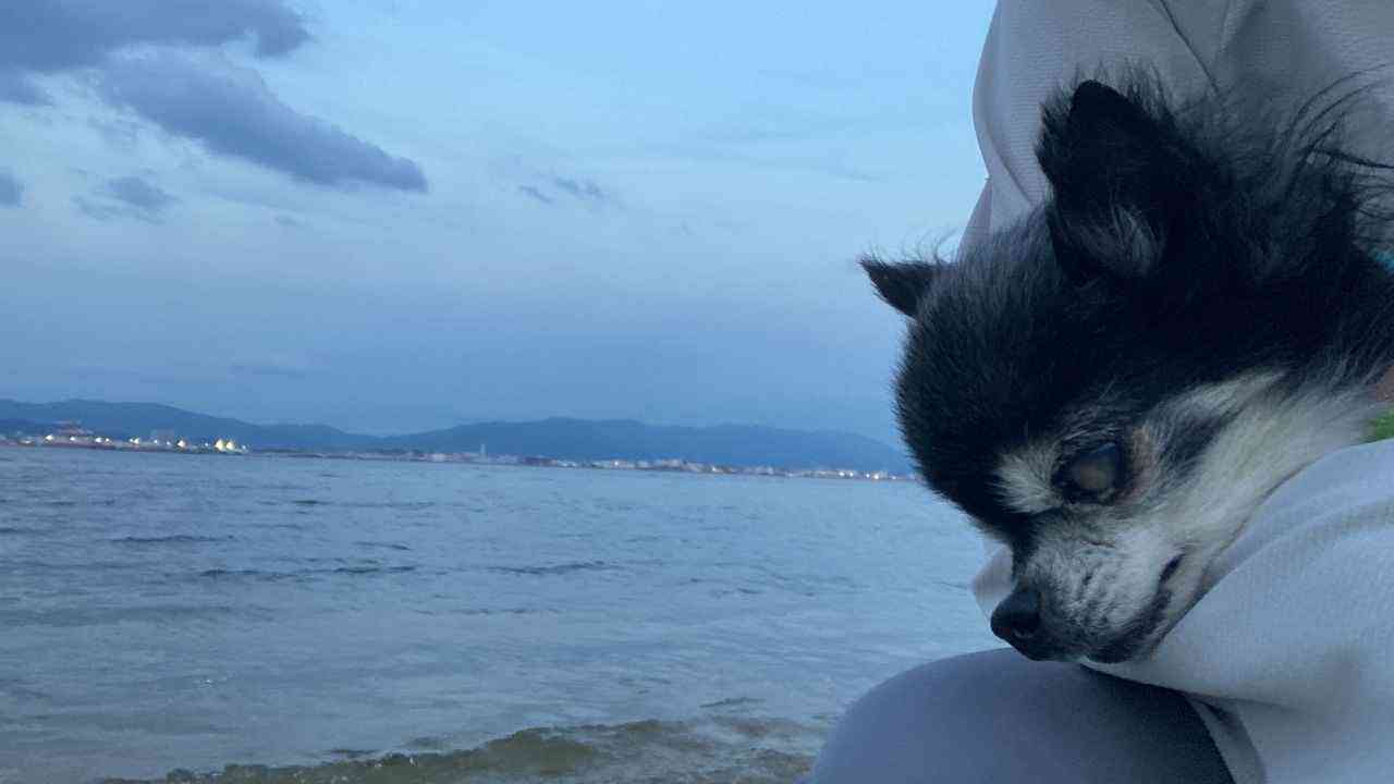 海